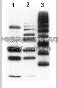 merck millipore,默克密理博,04-262,Anti-Ubiquitinylated proteins Antibody, clone FK1
