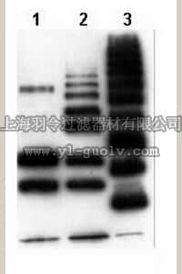 merck millipore,默克密理博,04-263,Anti-Ubiquitinylated proteins Antibody, clone FK2