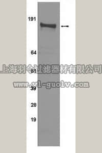 merck millipore,默克密理博,04-281,Anti-phospho-EGFR (Thr669) Antibody, clone 5F10