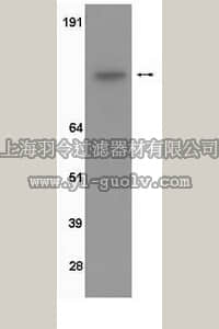 merck millipore,默克密理博,04-290,Anti-EGFR (CT) Antibody, clone 13G8