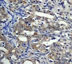 merck millipore,默克密理博,04-321,Anti-4E-BP1 Antibody, rabbit monoclonal