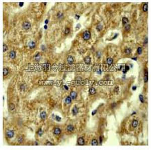 merck millipore,默克密理博,04-322,Anti-Acetyl CoA Carboxylase 1 Antibody, rabbit monoclonal