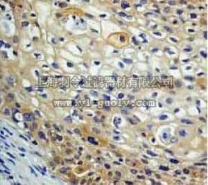 merck millipore,默克密理博,04-323,Anti-AMPKα1 Antibody, rabbit monoclonal
