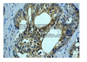 merck millipore,默克密理博,04-328,Anti-B-Raf Antibody, clone EP152Y,, rabbit monoclonal