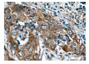 merck millipore,默克密理博,04-337,Anti-EGFR Antibody, clone E114, rabbit monoclonal
