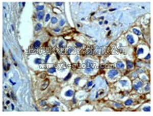 merck millipore,默克密理博,04-339,Anti-phospho-EGFR (Tyr1068) Antibody, clone EP774Y, rabbit monoclonal