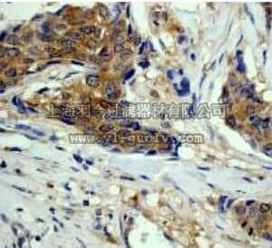 merck millipore,默克密理博,04-347,Anti-eIF-4E CT Antibody, rabbit monoclonal