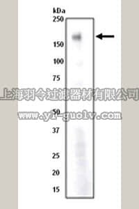 merck millipore,默克密理博,04-348,Anti-HER4/ErbB4 Antibody, clone E200, rabbit monoclonal