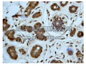 merck millipore,默克密理博,04-349,Anti-MAP Kinase 2/Erk2 Antibody, clone E460, rabbit monoclonal