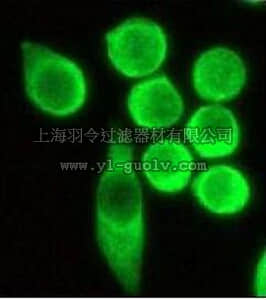 merck millipore,默克密理博,04-357,Anti-Glycogen Synthase CT Antibody, rabbit monoclonal