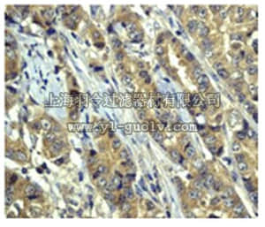 merck millipore,默克密理博,04-360,Anti-GSK3 alpha Antibody, clone EP793Y, rabbit monoclonal