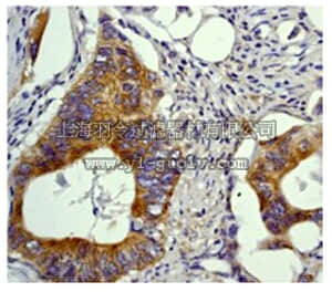 merck millipore,默克密理博,04-361,Anti-GSK3 Antibody, clone Y174,, rabbit monoclonal