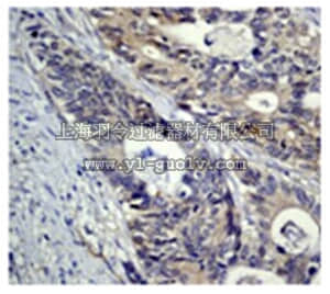 merck millipore,默克密理博,04-365,Anti-IKK alpha Antibody, clone Y463,, rabbit monoclonal
