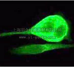 merck millipore,默克密理博,04-377,Anti-MEK2 NT Antibody, rabbit monoclonal