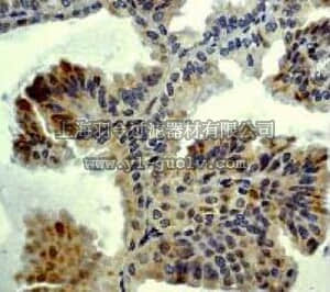 merck millipore,默克密理博,04-382,Anti-MKK4 CT Antibody, rabbit monoclonal
