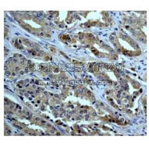 merck millipore,默克密理博,04-385,Anti-mTOR Antibody, rabbit monoclonal