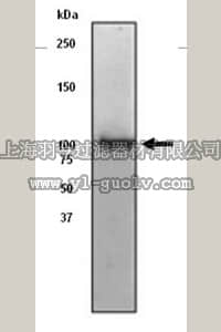 merck millipore,默克密理博,04-386,Anti-MYPT1/MYPT2 Antibody, clone YE336, rabbit monoclonal