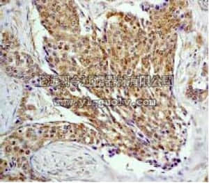 merck millipore,默克密理博,04-391,Anti-p70 S6 Kinase Antibody, rabbit monoclonal