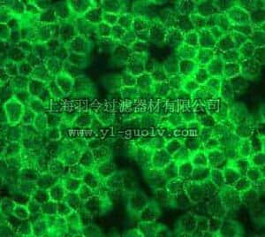 merck millipore,默克密理博,04-399,Anti-PI3 Kinase Antibody, p110α rabbit monoclonal