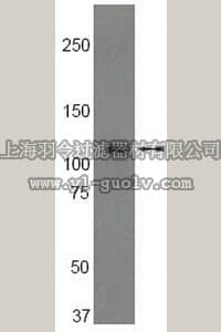 merck millipore,默克密理博,04-400,Anti-PI3 Kinase Antibody, p110β, rabbit monoclonal