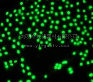 merck millipore,默克密理博,04-401,Anti-PI3 Kinase Antibody, p110δ rabbit monoclonal