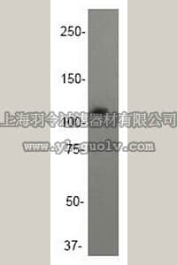 merck millipore,默克密理博,04-402,Anti-PI3 Kinase Antibody, p110γ, rabbit monoclonal