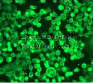 merck millipore,默克密理博,04-403,Anti-PI3 Kinase Antibody, p85α rabbit monoclonal