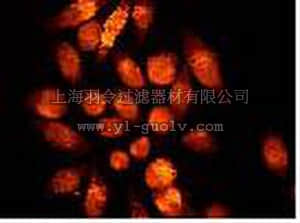 merck millipore,默克密理博,04-406,Anti-PKCβII Antibody, rabbit monoclonal