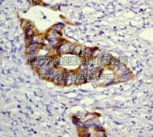 merck millipore,默克密理博,04-412,Anti-Raf-1 Antibody, rabbit monoclonal