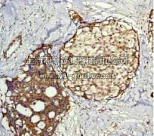 merck millipore,默克密理博,04-413,Anti-Rap1GAP Antibody, rabbit monoclonal