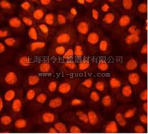 merck millipore,默克密理博,04-418,Anti-phospho-p90 RSK1 (Ser380) Antibody, rabbit monoclonal