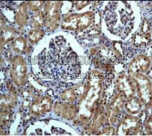 merck millipore,默克密理博,04-426,Anti-TSC1 Antibody, rabbit monoclonal