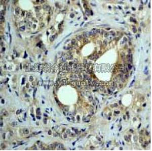 merck millipore,默克密理博,04-427,Anti-TSC2 Antibody, rabbit monoclonal