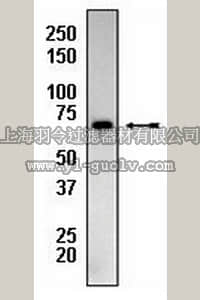 merck millipore,默克密理博,04-430,Anti-AIF Antibody, rabbit monoclonal