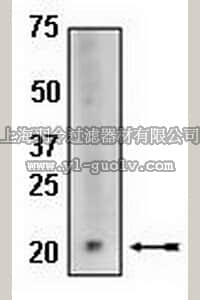 merck millipore,默克密理博,04-434,Anti-Bax Antibody, rabbit monoclonal