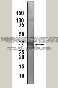 merck millipore,默克密理博,04-441,Anti-Caspase-7 Antibody, rabbit monoclonal