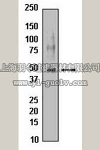 merck millipore,默克密理博,04-443,Anti-Caspase-9 (Pro) Antibody, rabbit monoclonal