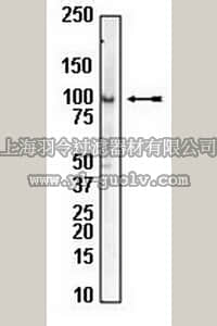 merck millipore,默克密理博,04-445,Anti-Daxx Antibody, rabbit monoclonal