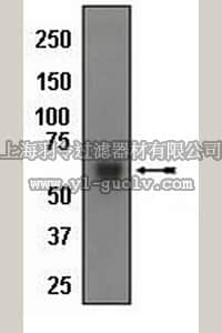merck millipore,默克密理博,04-451,Anti-TRAF6 Antibody, rabbit monoclonal