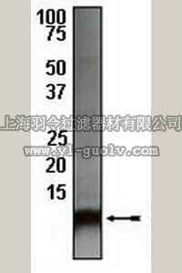merck millipore,默克密理博,04-454,Anti-Ubiquitin (CT) Antibody, rabbit monoclonal
