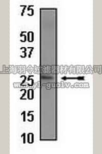 merck millipore,默克密理博,04-461,Anti-c-Reactive Protein (CT) Antibody, rabbit monoclonal