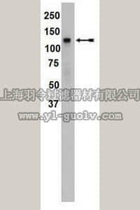 merck millipore,默克密理博,04-469,Anti-SREBP1 Antibody, clone 2121