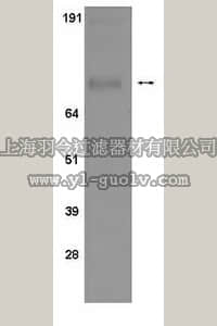 merck millipore,默克密理博,04-478,Anti-phospho-STAT1 (Ser 727) Antibody, clone 12C5