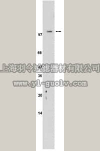 merck millipore,默克密理博,04-479,Anti-SREBP-2 Antibody, clone 2545