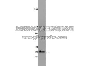 merck millipore,默克密理博,04-486,Anti-RhoG Antibody, clone 1F3 B3 E5