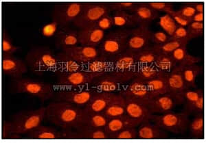 merck millipore,默克密理博,04-540,Anti-phospho-p53 (Ser6) Antibody, clone Y179, rabbit monoclonal