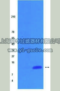 merck millipore,默克密理博,04-557,Anti-acetyl-Histone H4 Antibody, pan (Lys 5,8,12), rabbit monoclonal