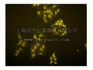 merck millipore,默克密理博,04-638,Anti-TRF1 Antibody, clone BED5 57-6