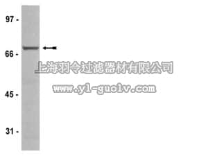 merck millipore,默克密理博,04-739,Anti-Raf-1 Antibody, clone AM223, rabbit monoclonal