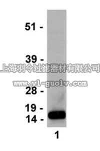 merck millipore,默克密理博,04-745,Anti-trimethyl-Histone H3 (Lys4) Antibody, clone MC315, rabbit monoclonal